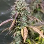 Gelato Auto x3