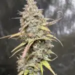 Candy Bubatz XL x3