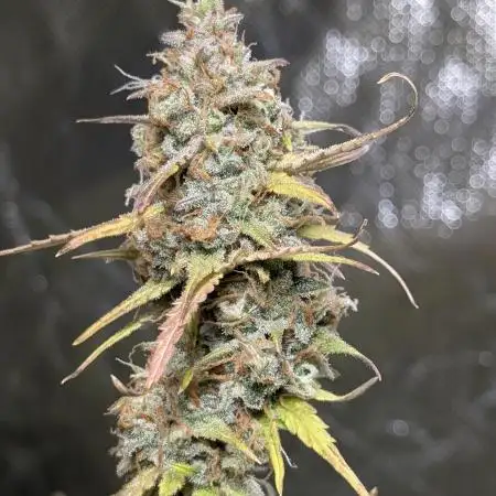 Candy Bubatz XL x3