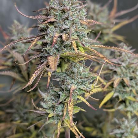 Twilight Zlush Auto x4