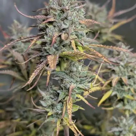 Twilight Zlush Auto x4