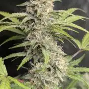 Guava X Gelato 41 x3