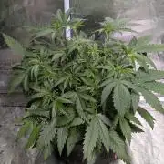 Sugar Black Rose x1