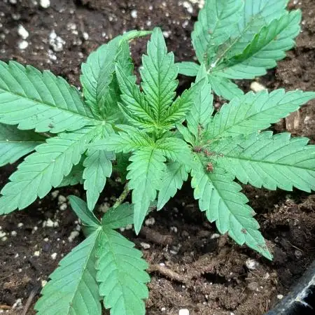 Gelato Auto x3