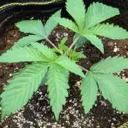 Zinnapple x5