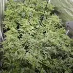 FumePop Auto x4