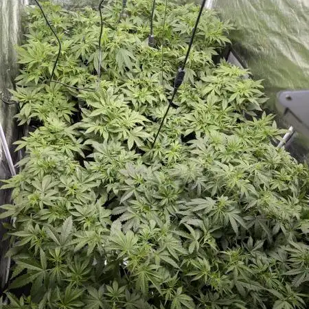 FumePop Auto x4
