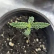 Sweet Mango Auto x4