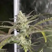 Chemical Candy Auto x3