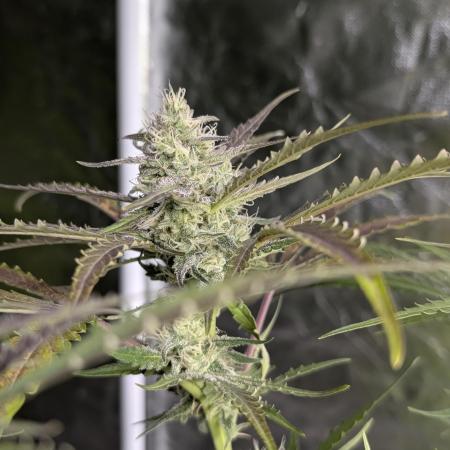 Chemical Candy Auto x3