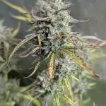 Twilight Zlush Auto x4