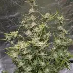 Black Opium Auto x3