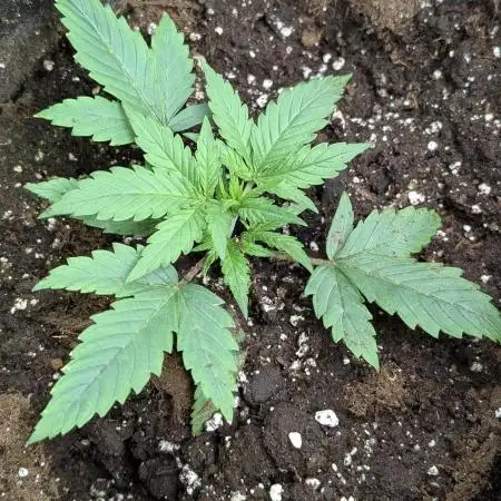 Creamzilla Auto x4