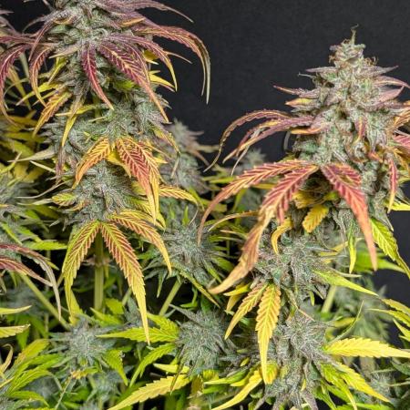 Guava X Gelato 41 x3