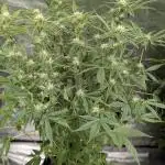 Creamzilla Auto x4