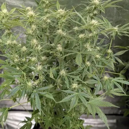 Creamzilla Auto x4