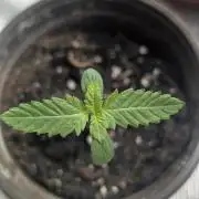 Guava X Gelato 41