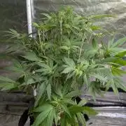 Bay Haze x5