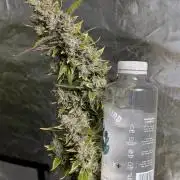 AK 47 XL 3x