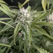 Cotton Berry Rush Auto x4