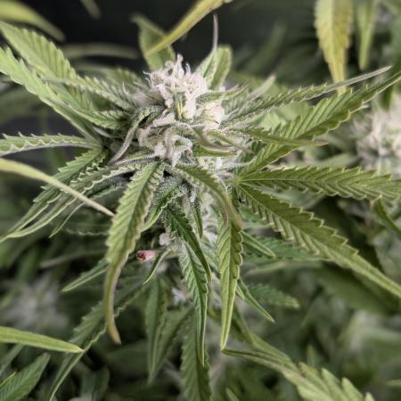 Cotton Berry Rush Auto x4