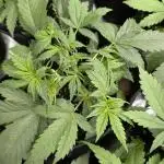 Creamzilla Auto x4