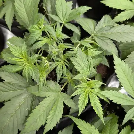 Creamzilla Auto x4