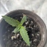 Guava X Gelato 41 x3