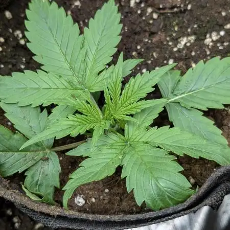 FumePop Auto x4