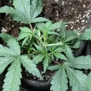 Frosted Guava Auto x3