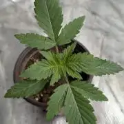 Guava X Gelato 41 x3