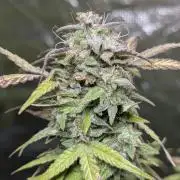 Melon Mosh Auto x3