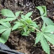 Chemical Candy Auto x3