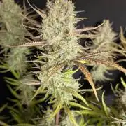 Chemical Candy Auto x3