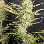 Purple Lemon Tree XLL x4