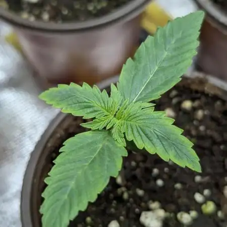 FumePop Auto x3
