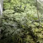 Twilight Zlush Auto x3