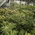 Twilight Zlush Auto x4