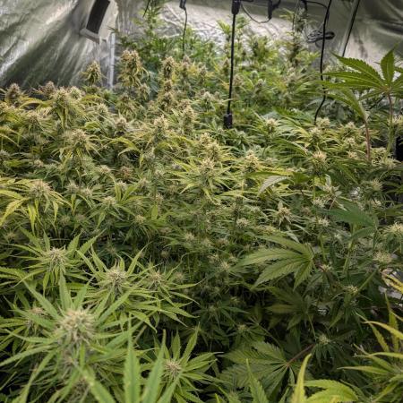 Twilight Zlush Auto x4