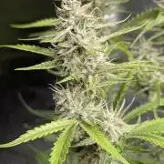 Guava X Gelato 41 x3