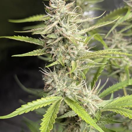 Guava X Gelato 41 x3