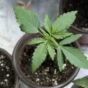 Chemical Candy Auto x3
