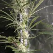 Chemical Candy Auto x3