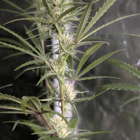 Chemical Candy Auto x3