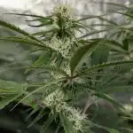 Creamzilla Auto x3