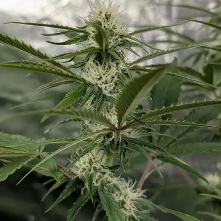 Creamzilla Auto x3