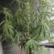 Chemical Candy Auto x3