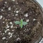 Creamzilla Auto x3