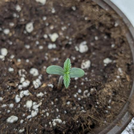 Creamzilla Auto x3