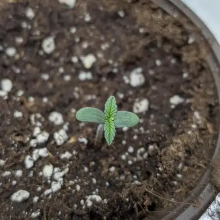 Creamzilla Auto x3